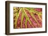 Grape (Vitis vinifera) close-up of leaf, Norfolk, England, october-Robin Chittenden-Framed Photographic Print