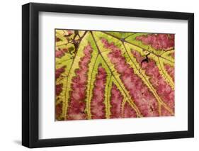 Grape (Vitis vinifera) close-up of leaf, Norfolk, England, october-Robin Chittenden-Framed Photographic Print