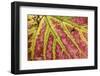 Grape (Vitis vinifera) close-up of leaf, Norfolk, England, october-Robin Chittenden-Framed Photographic Print