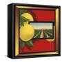 Grapefruit and Orchard - Citrus Crate Label-Lantern Press-Framed Stretched Canvas