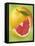 Grapefruit and Wedge of Grapefruit with Pink Flesh-null-Framed Stretched Canvas