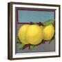 Grapefruit Branch - Citrus Crate Label-Lantern Press-Framed Art Print