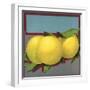 Grapefruit Branch - Citrus Crate Label-Lantern Press-Framed Art Print