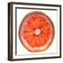 Grapefruit Slice-Steve Gadomski-Framed Photographic Print