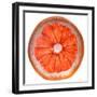 Grapefruit Slice-Steve Gadomski-Framed Photographic Print