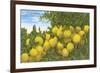 Grapefruit-null-Framed Premium Giclee Print