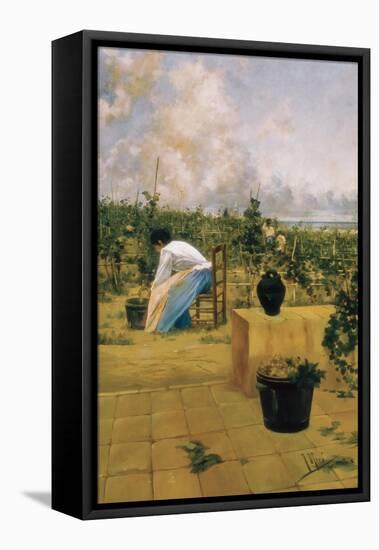 Grapeharvest in Sitges-Joaquim de Miro y Argenter-Framed Stretched Canvas