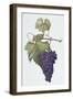 Grapes, 1994-Margaret Ann Eden-Framed Giclee Print