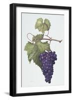 Grapes, 1994-Margaret Ann Eden-Framed Giclee Print