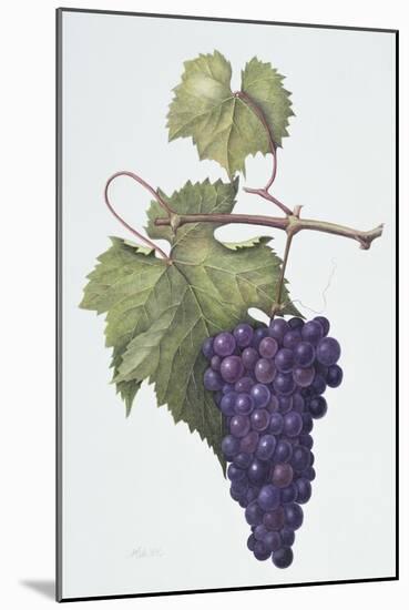 Grapes, 1994-Margaret Ann Eden-Mounted Giclee Print