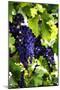 Grapes 1-Alan Hausenflock-Mounted Photographic Print