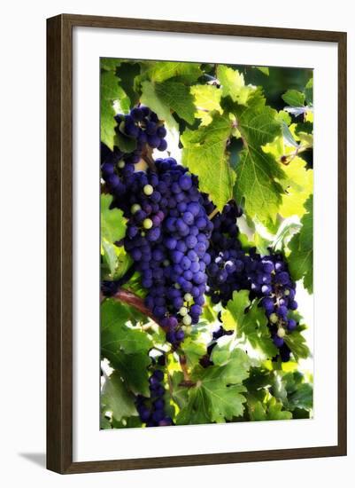 Grapes 1-Alan Hausenflock-Framed Photographic Print