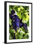 Grapes 1-Alan Hausenflock-Framed Photographic Print