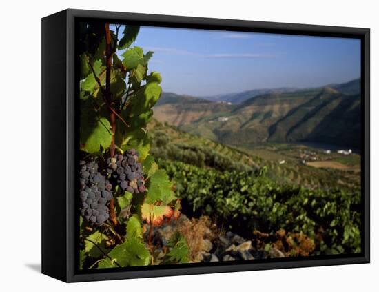 Grapes and Vines in the Douro Valley Above Pinhao-Ian Aitken-Framed Stretched Canvas