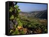 Grapes and Vines in the Douro Valley Above Pinhao-Ian Aitken-Framed Stretched Canvas