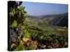 Grapes and Vines in the Douro Valley Above Pinhao-Ian Aitken-Stretched Canvas