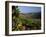 Grapes and Vines in the Douro Valley Above Pinhao-Ian Aitken-Framed Photographic Print