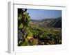 Grapes and Vines in the Douro Valley Above Pinhao-Ian Aitken-Framed Photographic Print