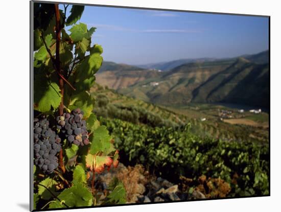 Grapes and Vines in the Douro Valley Above Pinhao-Ian Aitken-Mounted Photographic Print