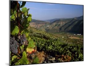 Grapes and Vines in the Douro Valley Above Pinhao-Ian Aitken-Mounted Photographic Print