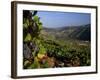 Grapes and Vines in the Douro Valley Above Pinhao-Ian Aitken-Framed Photographic Print