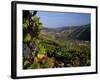 Grapes and Vines in the Douro Valley Above Pinhao-Ian Aitken-Framed Photographic Print