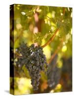 Grapes and Vineyard, Rutherford, Napa Valley, California-Walter Bibikow-Stretched Canvas