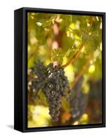 Grapes and Vineyard, Rutherford, Napa Valley, California-Walter Bibikow-Framed Stretched Canvas