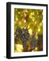 Grapes and Vineyard, Rutherford, Napa Valley, California-Walter Bibikow-Framed Photographic Print