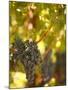 Grapes and Vineyard, Rutherford, Napa Valley, California-Walter Bibikow-Mounted Photographic Print