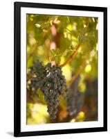 Grapes and Vineyard, Rutherford, Napa Valley, California-Walter Bibikow-Framed Photographic Print