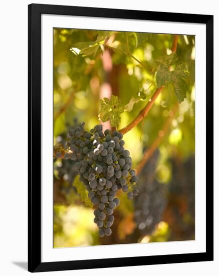 Grapes and Vineyard, Rutherford, Napa Valley, California-Walter Bibikow-Framed Photographic Print