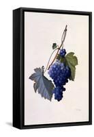 Grapes, C.1747-Georg Dionysius Ehret-Framed Stretched Canvas