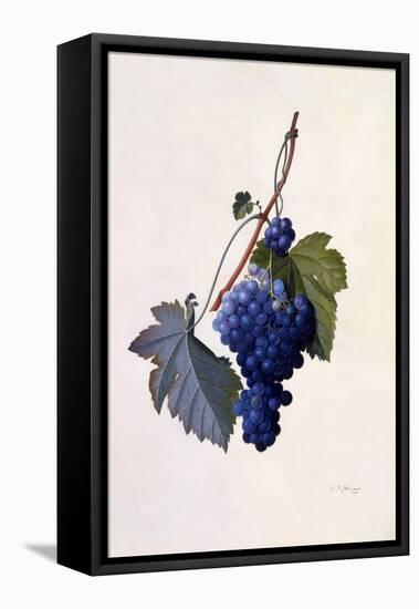 Grapes, C.1747-Georg Dionysius Ehret-Framed Stretched Canvas