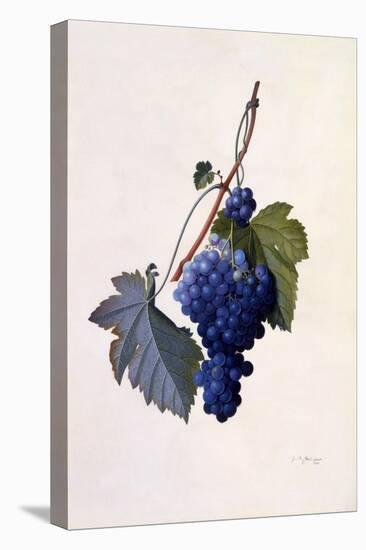 Grapes, C.1747-Georg Dionysius Ehret-Stretched Canvas