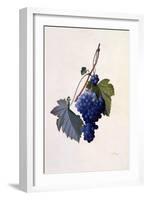 Grapes, C.1747-Georg Dionysius Ehret-Framed Giclee Print