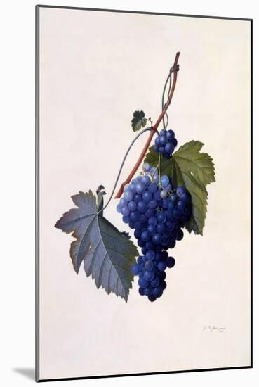 Grapes, C.1747-Georg Dionysius Ehret-Mounted Giclee Print