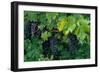 Grapes, Cabernet, Virginia, Vineyard, 2004 (Photo)-Kenneth Garrett-Framed Giclee Print
