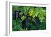 Grapes, Cabernet, Virginia, Vineyard, 2004 (Photo)-Kenneth Garrett-Framed Giclee Print