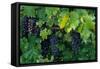 Grapes, Cabernet, Virginia, Vineyard, 2004 (Photo)-Kenneth Garrett-Framed Stretched Canvas