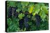Grapes, Cabernet, Virginia, Vineyard, 2004 (Photo)-Kenneth Garrett-Stretched Canvas