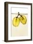 Grapes Floating in Champagne Creating Lots of Bubbles-Johan Swanepoel-Framed Photographic Print