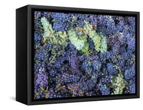 Grapes for Chianti Wine, Chianti, Tuscany, Italy-Bruno Morandi-Framed Stretched Canvas
