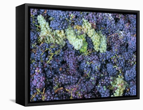 Grapes for Chianti Wine, Chianti, Tuscany, Italy-Bruno Morandi-Framed Stretched Canvas