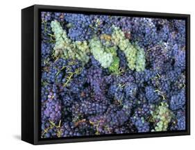 Grapes for Chianti Wine, Chianti, Tuscany, Italy-Bruno Morandi-Framed Stretched Canvas