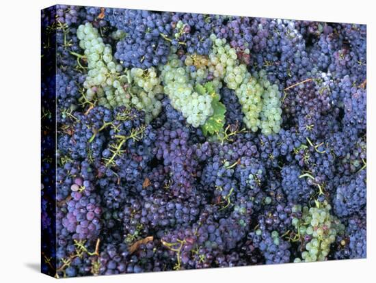 Grapes for Chianti Wine, Chianti, Tuscany, Italy-Bruno Morandi-Stretched Canvas