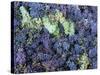 Grapes for Chianti Wine, Chianti, Tuscany, Italy-Bruno Morandi-Stretched Canvas