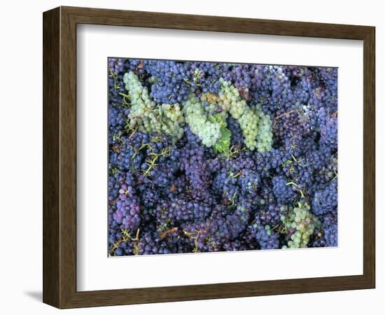 Grapes for Chianti Wine, Chianti, Tuscany, Italy-Bruno Morandi-Framed Photographic Print