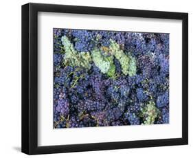 Grapes for Chianti Wine, Chianti, Tuscany, Italy-Bruno Morandi-Framed Photographic Print