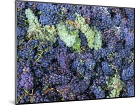 Grapes for Chianti Wine, Chianti, Tuscany, Italy-Bruno Morandi-Mounted Photographic Print